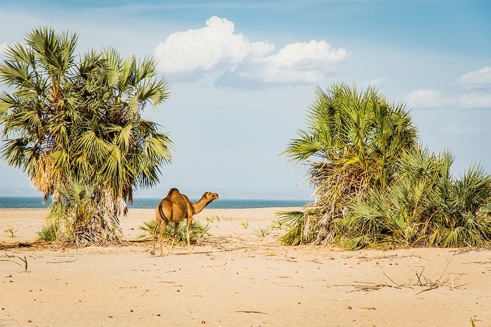 East Africa-Kenya Lake Turkana Basin-Lobolo Camp-beach scene with camels art print by Alison Jones for $57.95 CAD